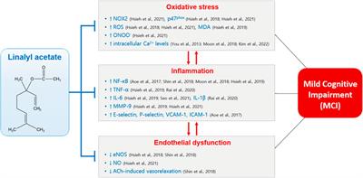 Effects of linalyl acetate on oxidative stress, inflammation and endothelial dysfunction: can linalyl acetate prevent mild cognitive impairment?